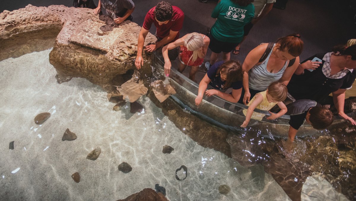 Under the Sea Family Fun at North Carolina’s Aquariums